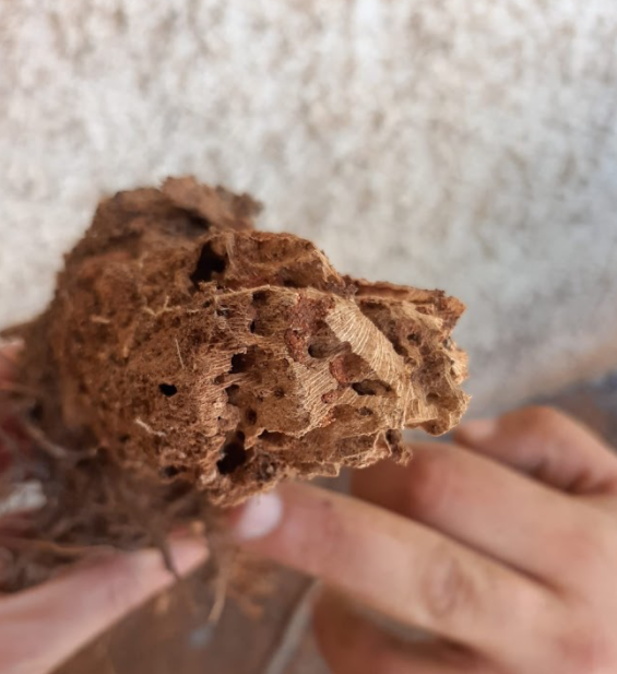 מחילות טרמיטים בעץ נגוע (צילום: אלון בר, המשרד להגנת הסביבה) מחילות טרמיטים בעץ נגוע