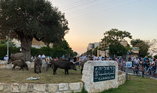 חזירי הבר במרכז שכונת כרמליה