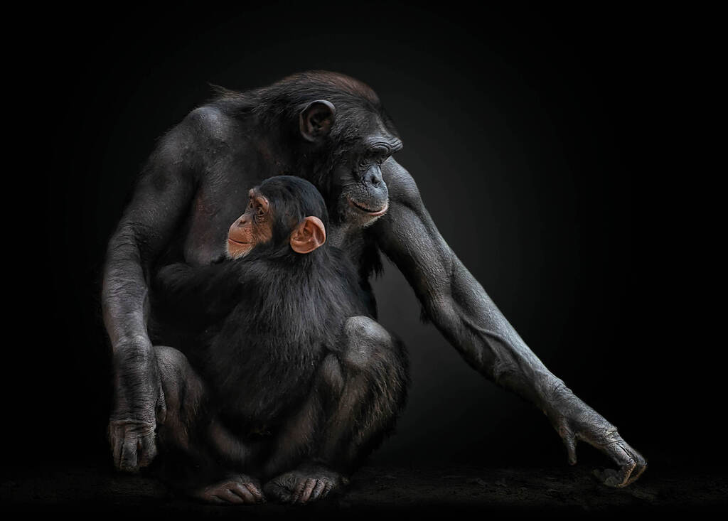 קשר בלתי שביר (צילום: Pedro Jarque, Better Photography Magazine Photo of the Year 2020) קשר בלתי שביר