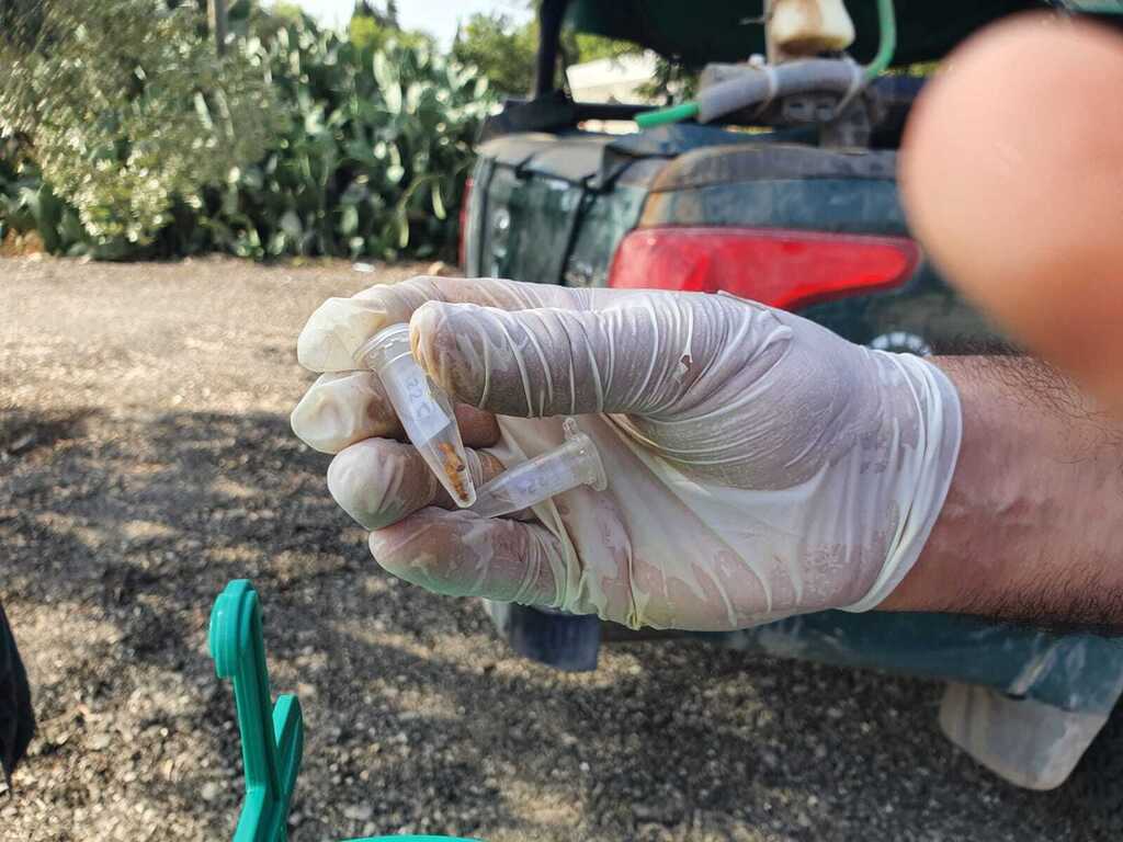 טרמיט העל הפורמוסי, מין פולש (צילום: נעה פישר) טרמיט העל הפורמוסי