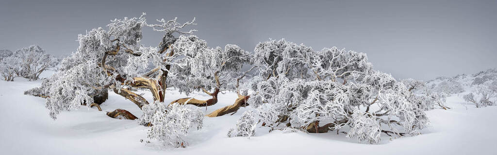 Twisted Snow Gum (צילום: Tony Brown, Better Photography Magazine Photo of the Year 2020) Twisted Snow Gum