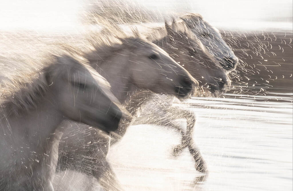 סוסים רצים על מים (צילום: Fanny Reed, Better Photography Magazine Photo of the Year 2020) סוסים רצים על מים