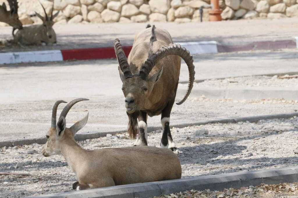 גם באור יום: עונת החיזור של היעלים והיחמורים