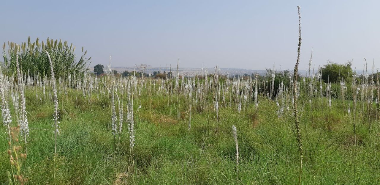 חצבים בשמורת בטיחה (צילום: שירן אונגר, רשות הטבע והגנים) חצבים בשמורת בטיחה