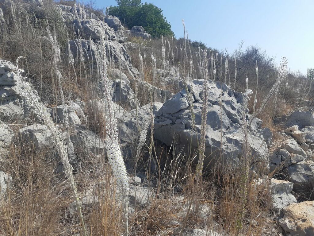 חצבים בשמורת טבע הר גמל (צילום: שי קורן, רשות הטבע והגנים) חצבים בשמורת טבע הר גמל