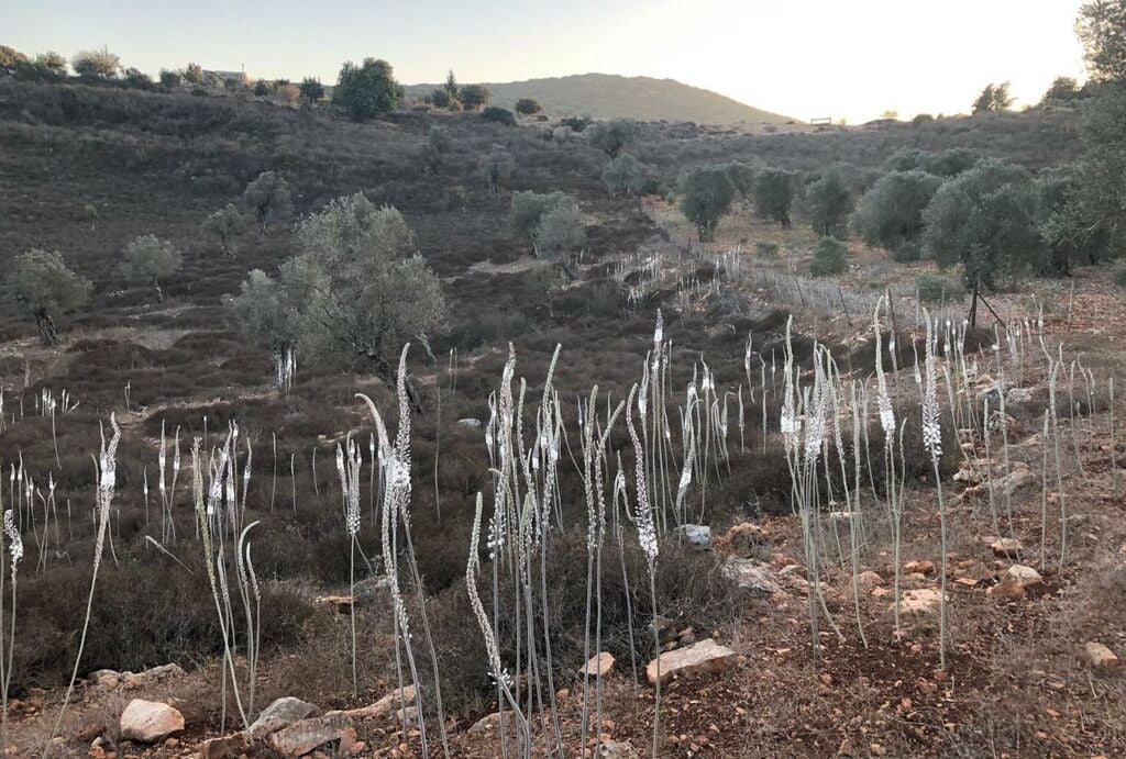 חצבים ביודפת העתיקה (צילום: אורי ארליך, רשות הטבע והגנים) חצבים ביודפת העתיקה