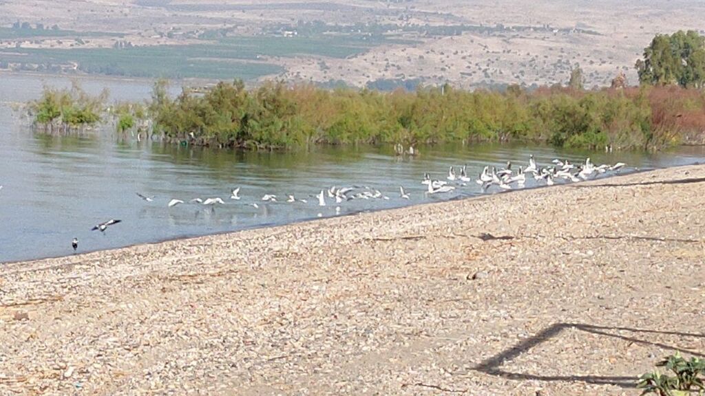עופות מים בחוף דוגית (צילום: אביעד בן חור, איגוד ערים כינרת) עופות מים בחוף דוגית