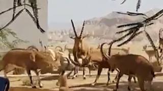 הקרב בין היעלים