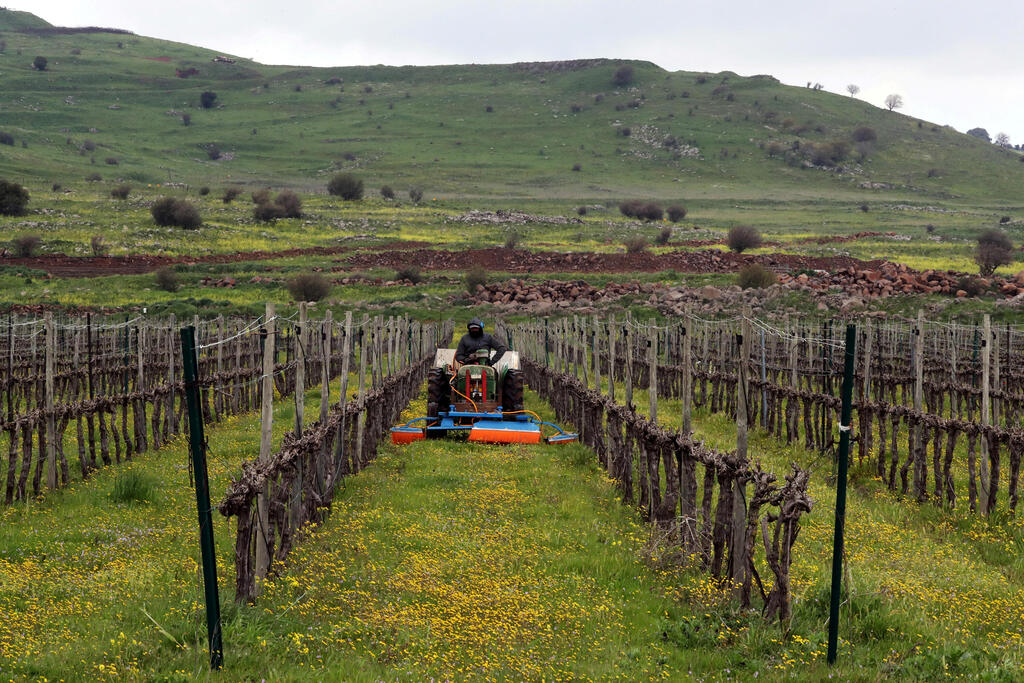  A man drives an agricultural tractor in a vineyard in the Golan Heights