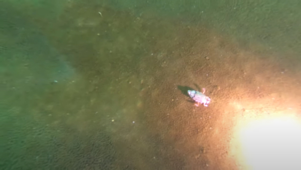 An unidentified creature at the bottom of the secret lake in the Arava Desert 