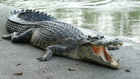 Israeli military reports seeing a crocodile near Sea of Galilee