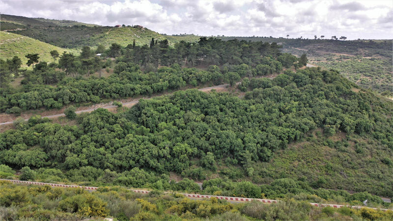 יערות הכרמל (צילום: יגאל דקל) יערות הכרמל