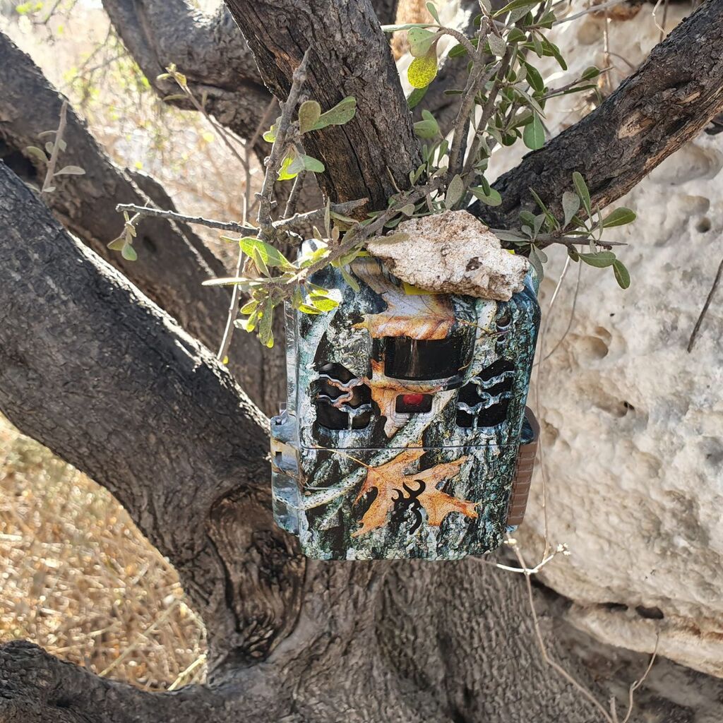 מצלמה מוסוות (צילום: מצלמות השבילים של החברה להגנת הטבע) מצלמה מוסוות