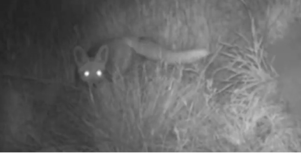 שועל (צילום: מצלמות השבילים של החברה להגנת הטבע) שועל