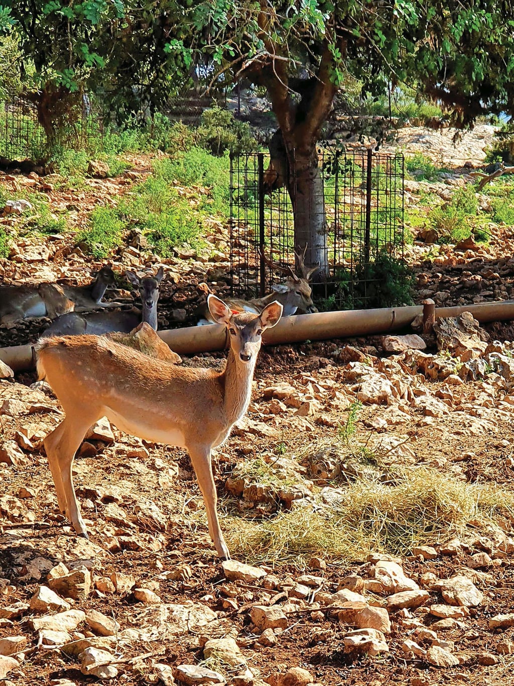 דומה לבמבי מהסרט. יחמור פרסי ב"חי בר" (צילום: יעל גרטי) לאשה
