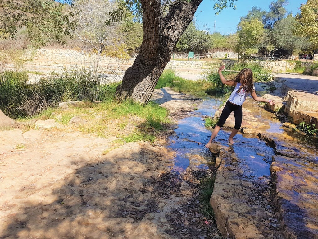 צל נעים. עין חמד (צילום: יעל גרטי) לאשה