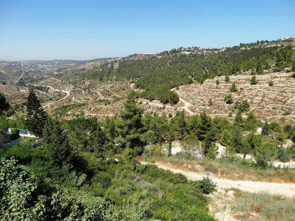 סכנה ל-11 אלף עצים