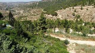 סכנה ל-11 אלף עצים