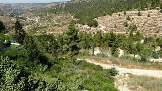 סכנה ל-11 אלף עצים
