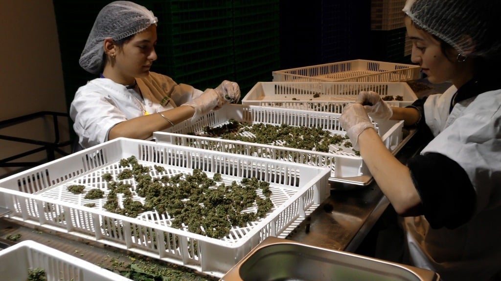 Workers at Intelicanna's facility sort through cannabis products (Photo: The Media Line) Workers at Intelicanna's facility sort through cannabis products