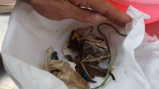 פרטי הפלסטיק שהצבה אכלה (צילום: רשות הטבע והגנים) פרטי הפלסטיק שהצבה אכלה