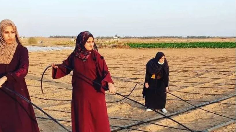 Alnajjar, Qudaih and Aburok working the land they rented in the Khuza'a area.