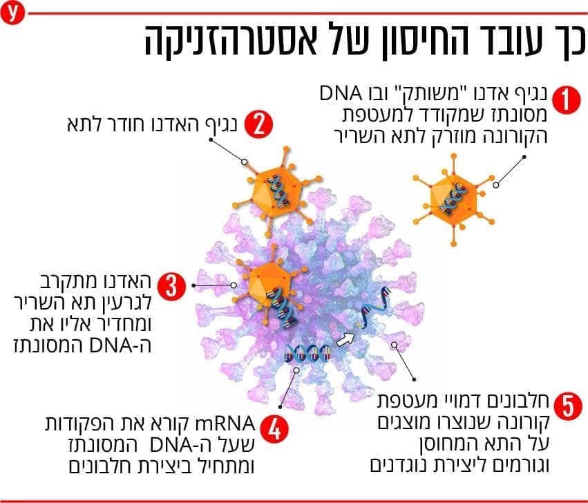 ynet אינפו חיסון אסטרהזניקה כך עובד החיסון
