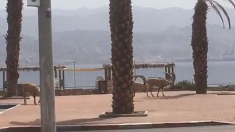 Ibex on the promenade in Eilat 