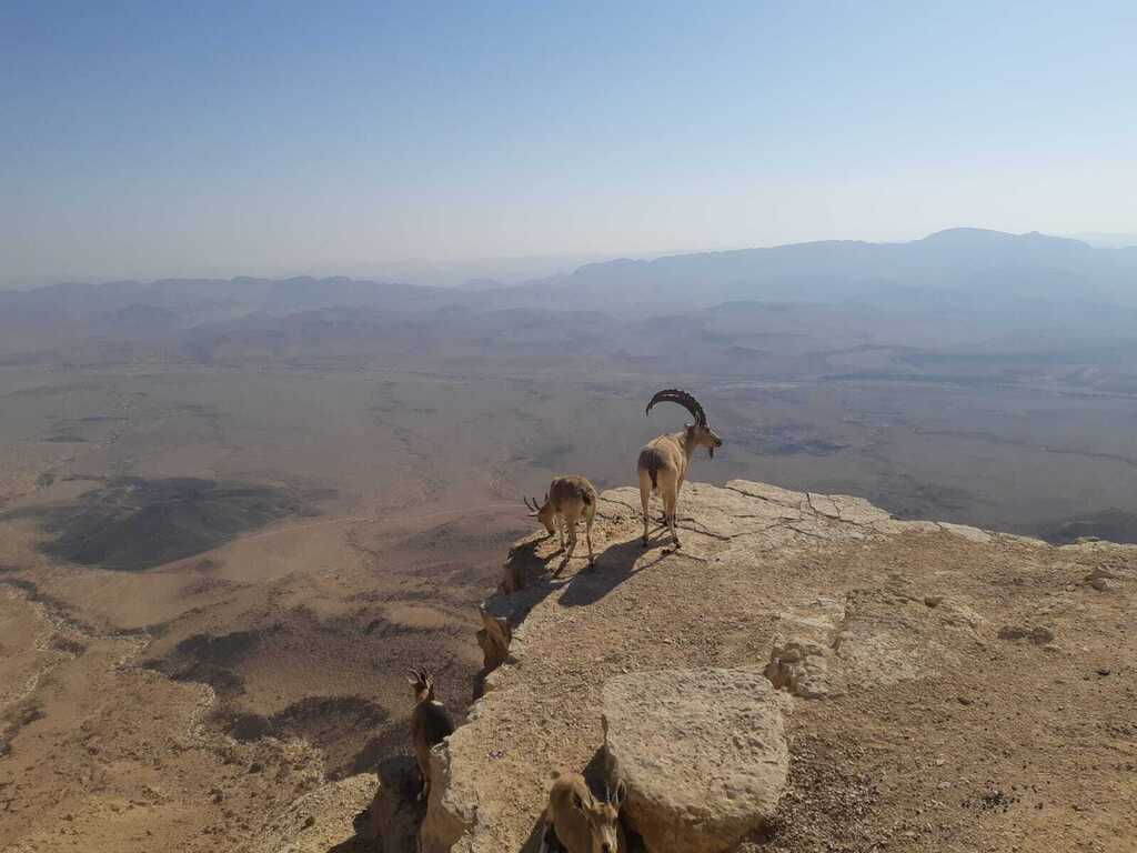 יעלים בדרום (צילום: אמיר שפיר, רשות הטבע והגנים) יעלים בדרום