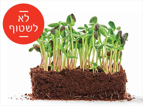 shutterstock מנטה שטיפת מזון שטיפה