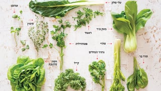 מתכוני עלים