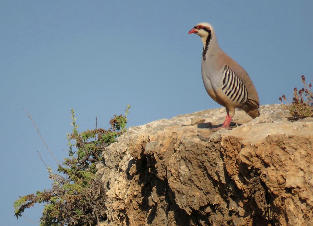 חוגלת הסלעים (צילום: אבנר רינות, החברה להגנת הטבע) חוגלת הסלעים