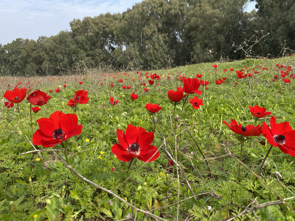 כלניות בפארק השרון (צילום: גלעד כרמלי) כלניות בפארק השרון