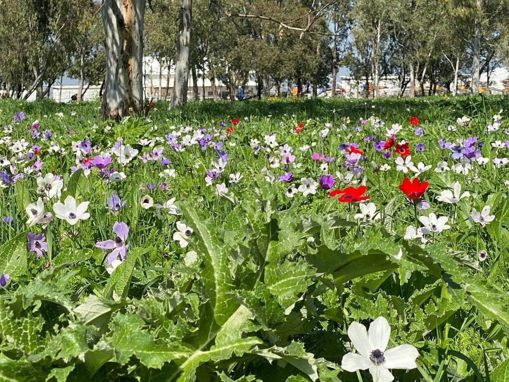 כלניות בכל הצבעים ביער כלניות הסרגל ליד מנחת מגידו (צילום: גלעד כרמלי) פריחת הכלניות בעמק יזרעאל