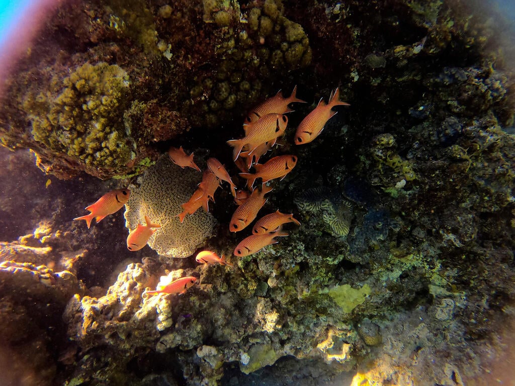 A view of marine life at a coral reef in the Red Sea waters off the coast of Israel's southern port city of Eilat, Feb. 2021 (Photo: AFP) A view of marine life at a coral reef in the Red Sea waters off the coast of Israel's southern port city of Eilat, Feb. 2021