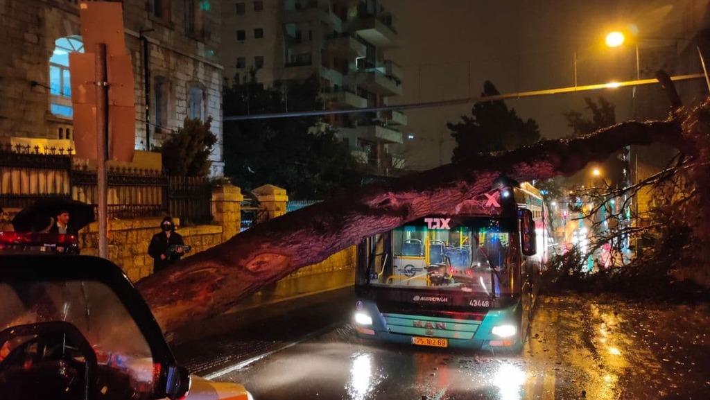 עץ קרס על אוטובוס ברחוב קינג ג'ורג' בירושלים