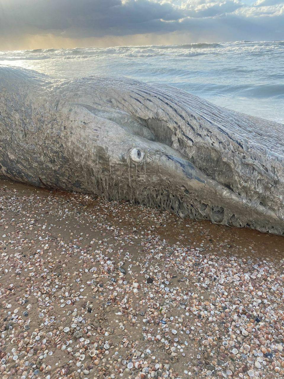 A whale on Nitzanim Beach  