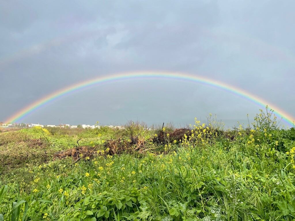 קשת בענן ביריה (צילום: מאיה שקל) קשת ביער ביריה