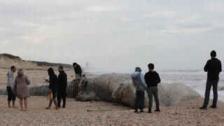 פגר לווייתן בחוף ניצנים