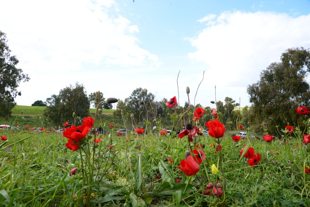 דרום אדום. כל שנה מחדש (צילום: הרצל יוסף) צילום: הרצל יוסף