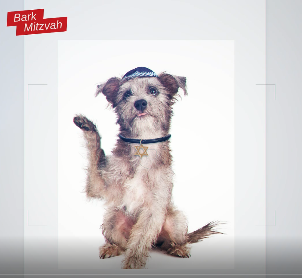 Screengrab from a United Torah Judaism election campaign video likening non-Orthodox Jewish converts to dogs (Photo: Screenshot) הסרטון הגזעני של יהדות התורה שמשווה בין מגויירים לחיות