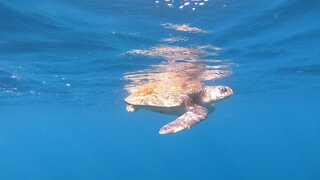 צבת ים מסוג olive Ridley באילת