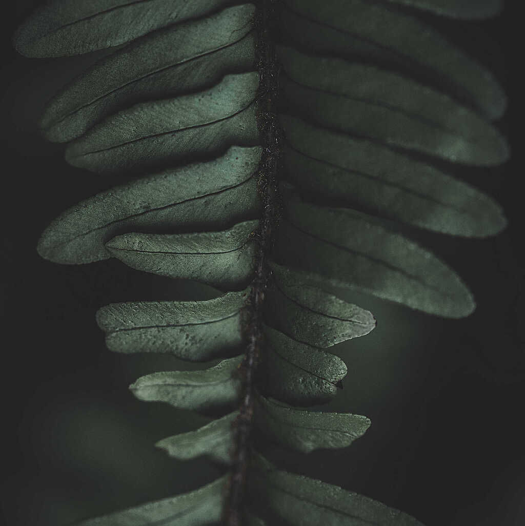 Dark nature. יער בן שמן (צילום: אלכס טויה) יער בן שמן