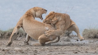 Lion fight