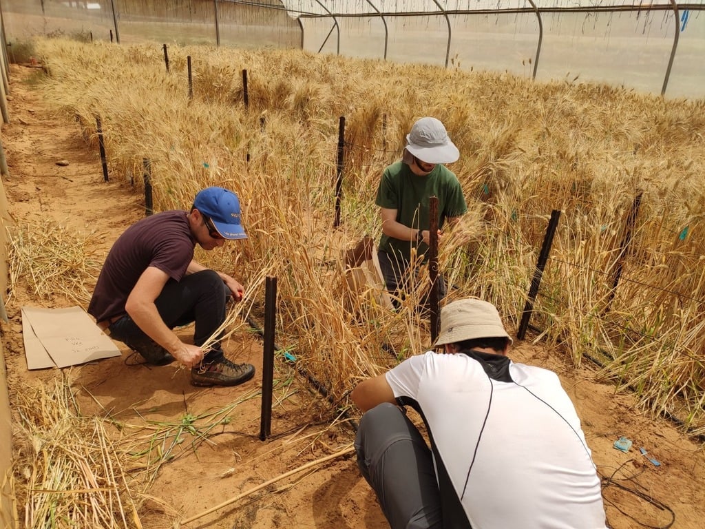 החוקרים בפעולה (צילום: האוניברסיטה העברית) החוקרים בפעולה
