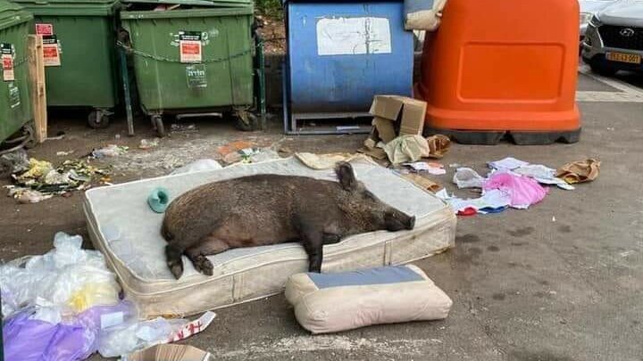 A wild boar naps on an abandoned mattress in Haifa 