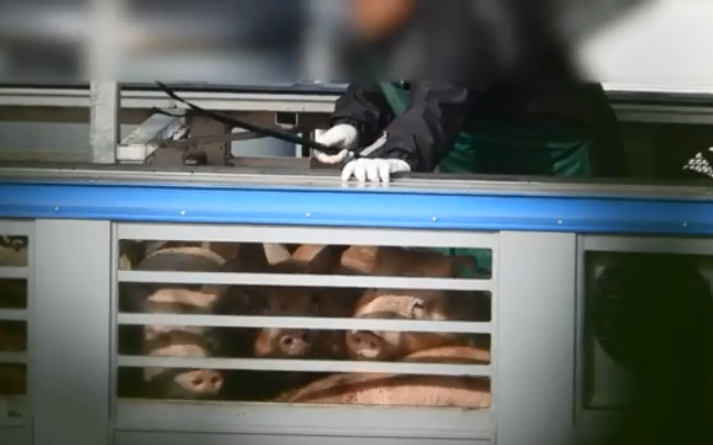 התעללות בחזירים במעיליה (צילום: Israel Pig Save) התעללות בחזירים במעיליה