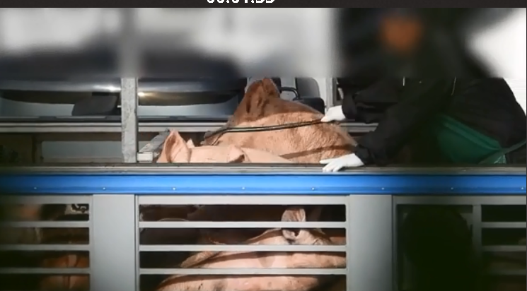 חזירים ממתינים לשחיטה בצפיפות (צילום: Israel Pig Save) התעללות בחזירים במעיליה