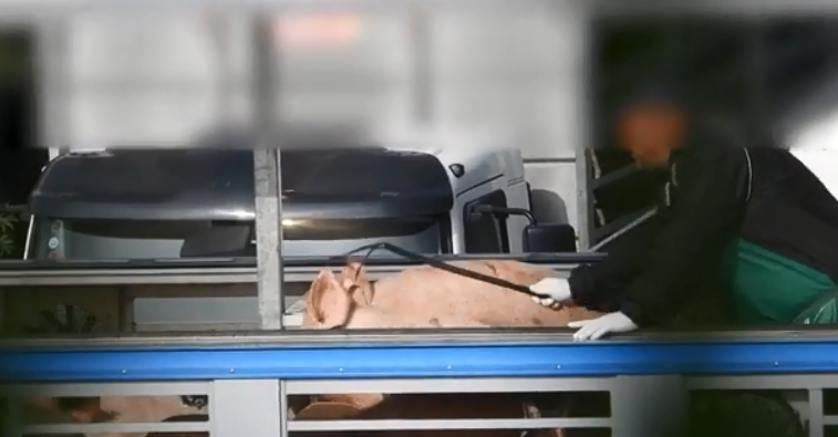 עובד מכה חזיר (צילום: Israel Pig Save) התעללות בחזירים במעיליה