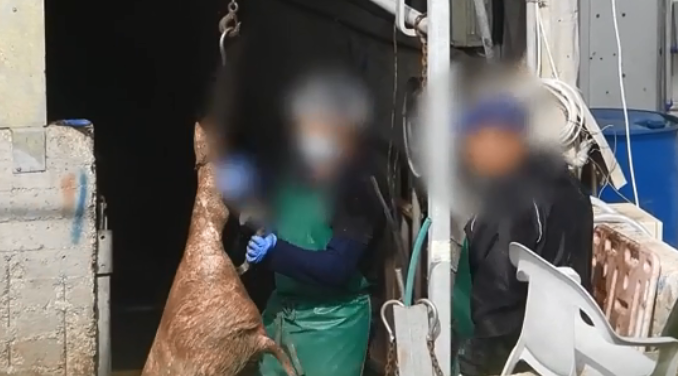 שחיטה של חזיר (צילום: Israel Pig Save) התעללות בחזירים במעיליה